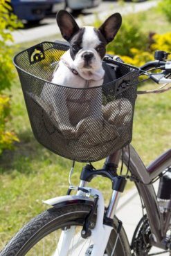 Dogs also enjoy cycling