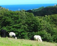 Holiday cottages Near Falmouth Cornwall